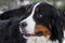 Bernese Dog Portrait