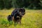 Bernese German Shepherd dog taking a shit