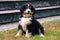 Bernese Mount Dog puppy