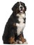 Bernese Mountain Dog, 1 year old, sitting