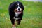 Bernese Mountain Dog