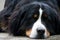 Bernese Mountain dog