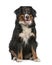 Bernese mountain dog, 4 years old, sitting