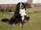 Bernese Mountain Dog