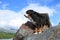 Bernese Mountain Dog