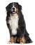 Bernese Mountain Dog, 6 years old, sitting