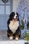 Bernese Mountain Dog against the background of a blue and white veranda of a wooden house