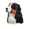 Bernese Mountain Dog, Berner Sennenhund dog digital art illustration isolated on white background. Switzerland origin Sennenhund-