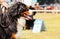 Bernese Mountain Dog - Berner Sennenhund during exhibition