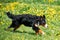 Bernese Mountain Dog Berner Sennenhund Playing Running Outdoor In Green Spring Meadow
