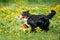 Bernese Mountain Dog Berner Sennenhund Playing Running Outdoor I