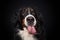 Bernese mountain dog on black background