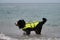 Bernese mountain dog in bright green life jacket at sea. Rescue dog is standing in water and shakes off that spray is flying in