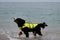 Bernese mountain dog in bright green life jacket at sea. Rescue dog is standing in water and shakes off that spray is flying in