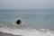 Bernese mountain dog in bright green life jacket at sea. Rescue dog swims in water and enjoys quiet life without incident