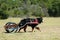 Bernese Mountain dog carting