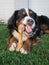 Bernese Mountain Dog Chewing Bone