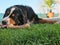 Bernese Mountain Dog Chewing Bone