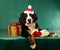 Bernese Mountain Dog with Christmas gifts