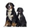 Bernese Mountain Dog and crossbreed between labrador and beagle, 1 year old, sitting and panting