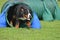 Bernese Mountain Dog at a Dog Agility Trial