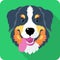 Bernese Mountain Dog dog icon flat design