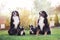 Bernese mountain dog family with puppies