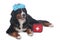 Bernese mountain dog with first aid kit
