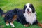 Bernese Mountain Dog on the grass with a bone