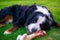 Bernese Mountain Dog on the grass with a bone