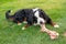 Bernese Mountain Dog on the grass with a bone