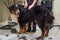 Bernese mountain dog, grooming salon.