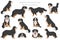 Bernese mountain dog infographic. Different poses, Bernese sennenhund puppy