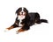 Bernese Mountain Dog Laying