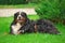 Bernese Mountain Dog Laying on Grass