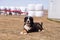 Bernese mountain dog lying down in field with paws crossed, with hay bale rolls wrapped in plastic and farm machinery
