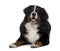 Bernese mountain dog, lying down and panting