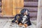 Bernese mountain dog lying near wooden rustic door