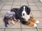 Bernese Mountain Dog lying on the patio, his fur on the leg shaved after hip replacement surgery.