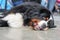 Bernese Mountain Dog lying on stone floor indoors, looking bored tired