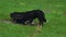 Bernese Mountain Dog on meadow
