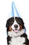 Bernese mountain dog in party cone