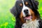 Bernese Mountain Dog portrait