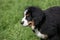 Bernese mountain dog portrait in outdoors