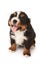 Bernese mountain dog puppy