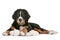 Bernese Mountain Dog puppy