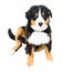 Bernese Mountain Dog puppy full body and awkward!