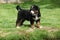 Bernese Mountain Dog puppy in the garden