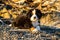 Bernese mountain dog puppy looking into the sunset on a pacific northwest beach