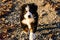 Bernese mountain dog puppy looking into the sunset on a pacific northwest beach